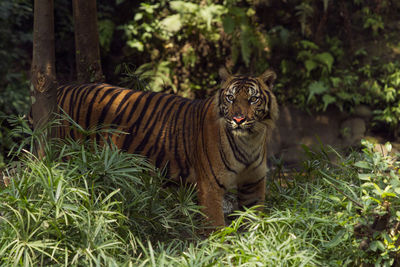 View of tiger in forest