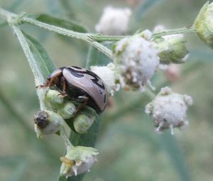 Close-up of insect on plant