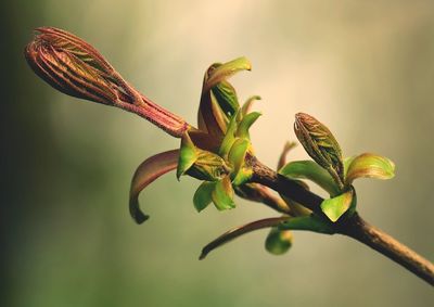 Close-up of flower buds