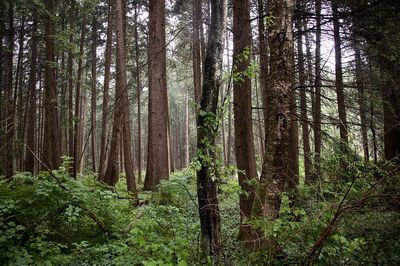 Trees in forest