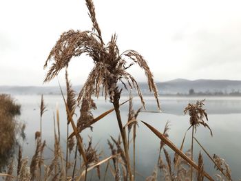 Close-up of wilted plant on land against sky