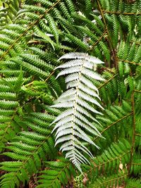 High angle view of palm tree leaves