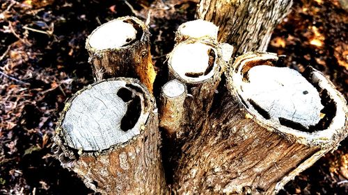 Close-up of tree trunk