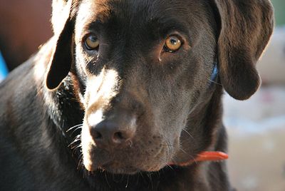 Close-up portrait of a dog