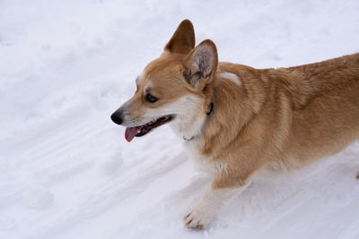 Dogs on snow covered field