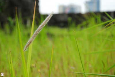 Close-up of crops growing on field