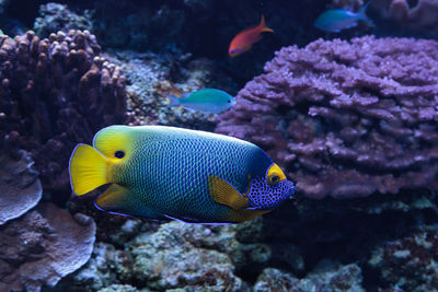 Close-up of blueface angelfish swimming