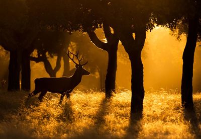 Silhouette of deer on field during sunset