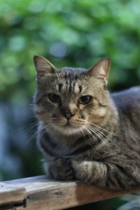 Close-up portrait of tabby cat outdoors