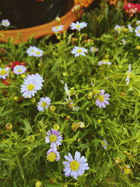 Close-up of honey bee on flowers