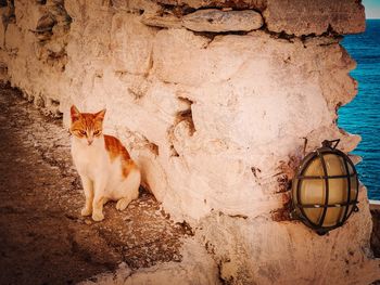 Cat sitting on land against wall