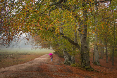 Rear view of person walking on footpath during autumn