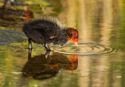 Baby coot drinking water in a lake