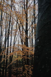 Trees in forest during autumn