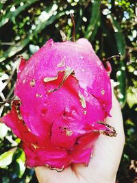 Close-up of pink flower