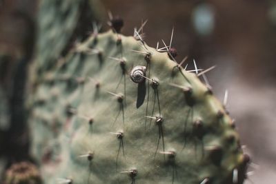 Close-up of prickly pear cactus