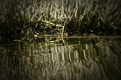 Close-up of plants in lake