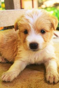 Close-up portrait of puppy