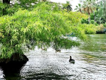 Ducks swimming in lake