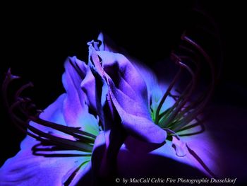 Close-up of blue flower