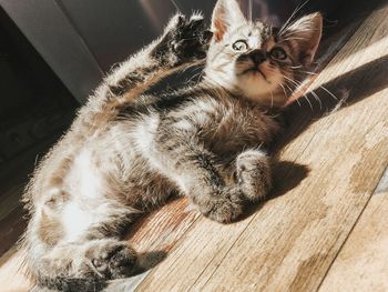 High angle view of cat relaxing on floor at home