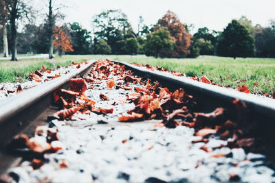 Close-up of autumn leaves on railroad track