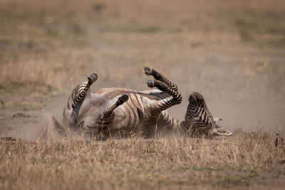 Plains zebra rolling in dust on grassland