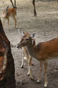 Deer standing on field