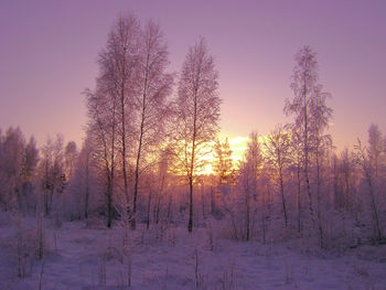 Trees on snow covered field against sky at sunset