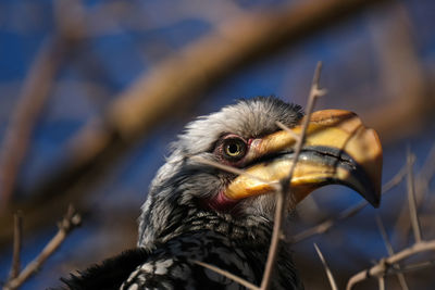 Bradfield hornbill, namibia