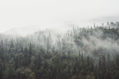 Panoramic view of pine trees in forest against sky