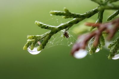 Close-up of insect on plant