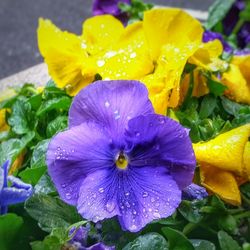 Close-up of yellow flower