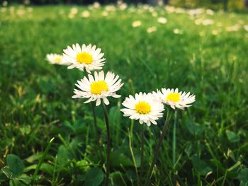 Close-up of daisies blooming outdoors