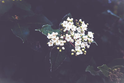 Close-up of white flowers blooming outdoors