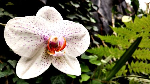 Close-up of white flowers blooming outdoors