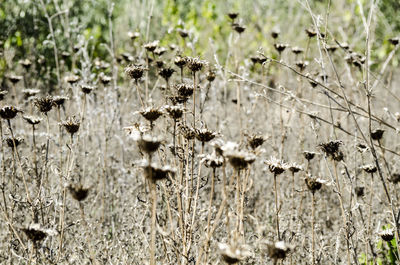 Close-up of plants
