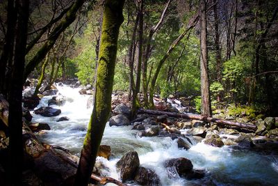 Scenic view of waterfall in forest