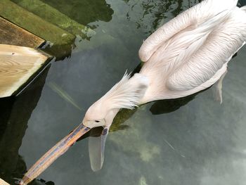 High angle view of bird flying over lake