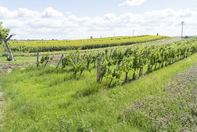 Scenic view of vineyard against sky