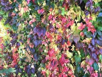 Flowers blooming on plant