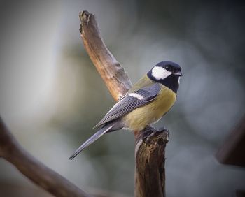 Close-up of great tit perching on stem