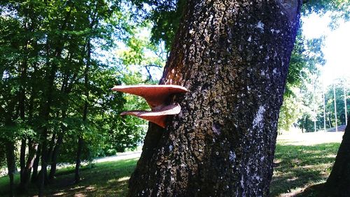 Trees growing on field