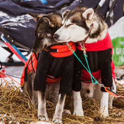 Beautiful alaska husky dogs waiting for a sled dog race to start. cute portrait.