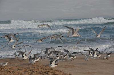 Flock of seagulls on beach