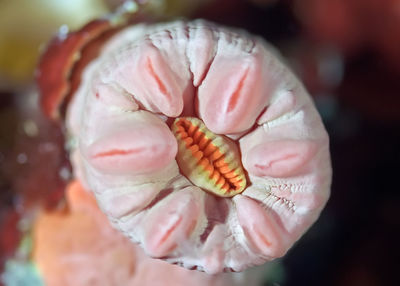 Close-up of flower