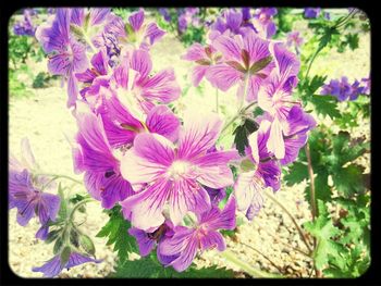 Close-up of purple flowers