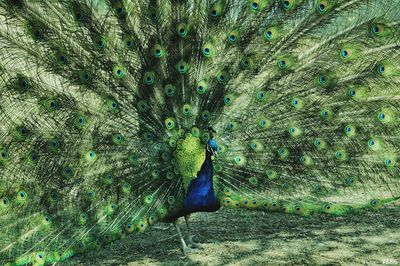 Portrait of peacock