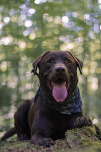 Portrait of dog sitting on tree