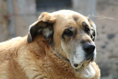 Close-up of dog looking away